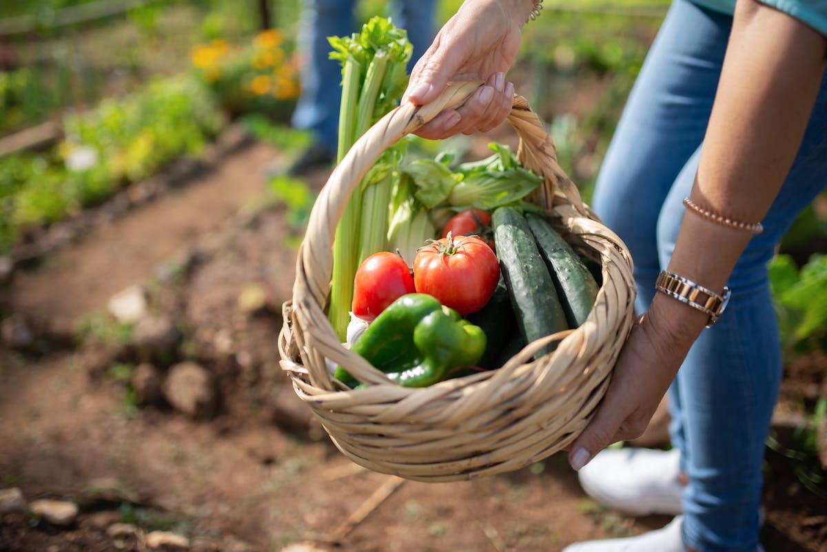 Cesta de hortalizas frescas de la huerta
